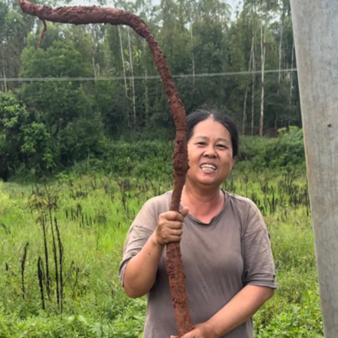 真正的野生柴葛 新鲜发货10来年