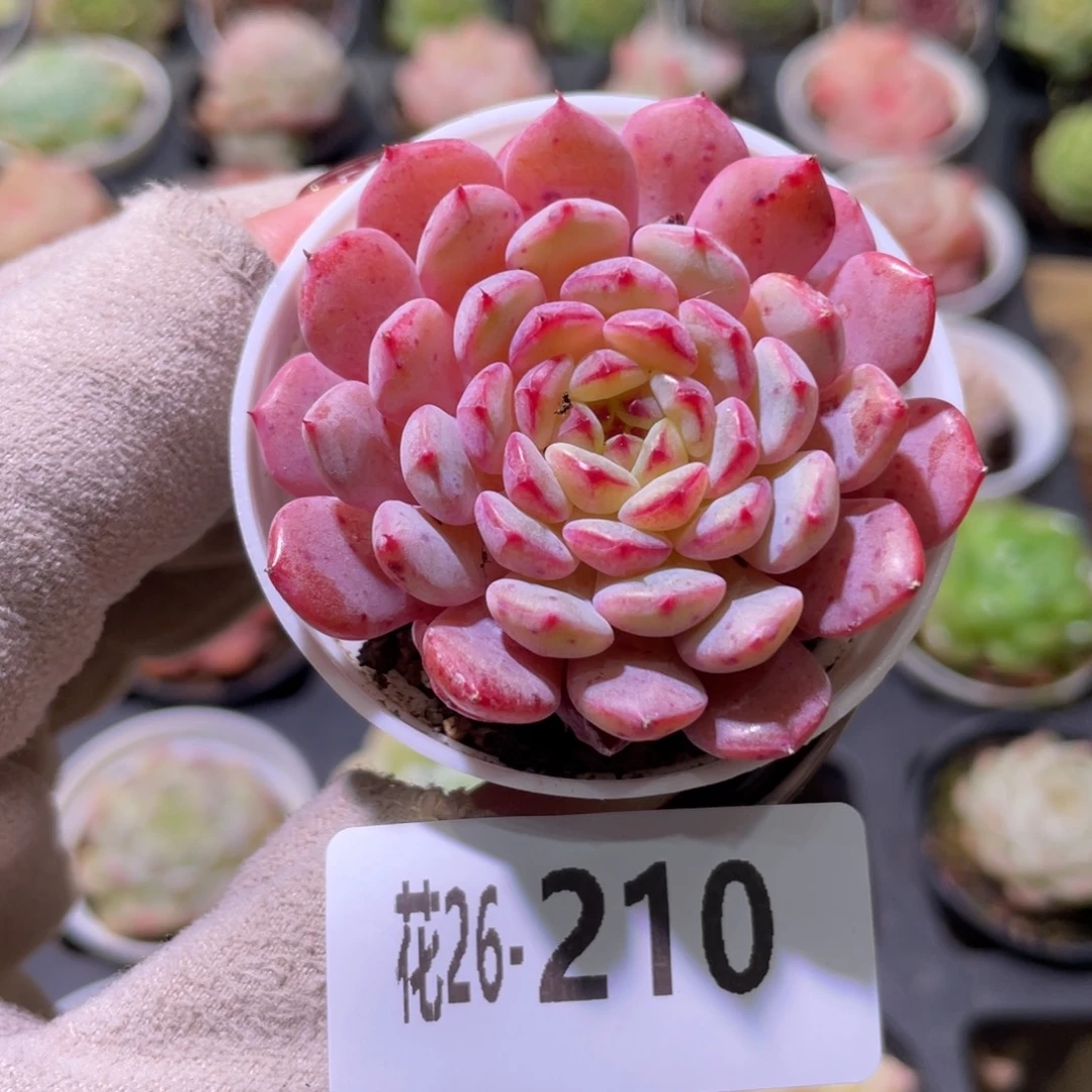 花利美26-210哈尼