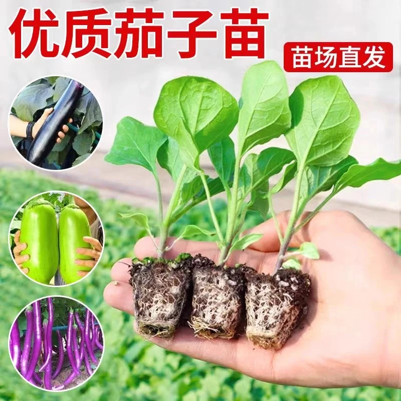 高产茄子苗紫长茄杭茄子黑长茄子青茄子秧苗四季盆栽地栽