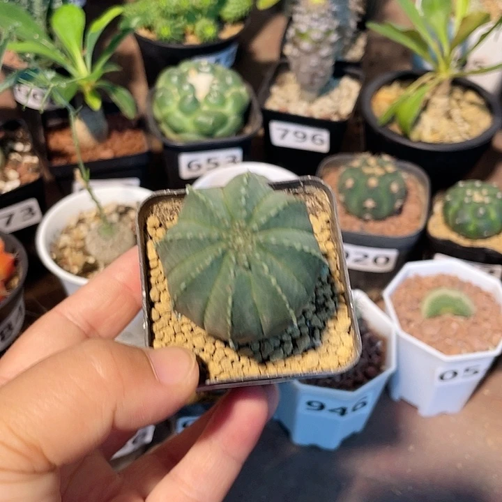 017实生泰系布纹球