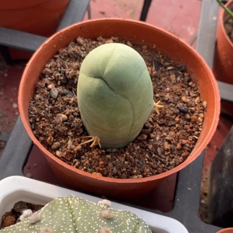 程程柱单3仙人球