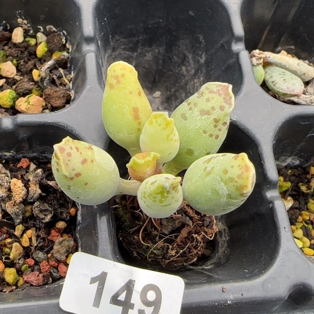 黄金海豹水泡多肉植物