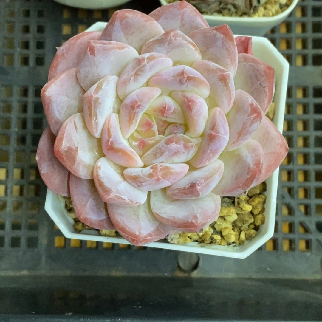 精品多肉一物一拍不包整165