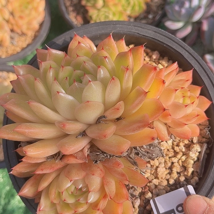 麦秆0609多肉植物