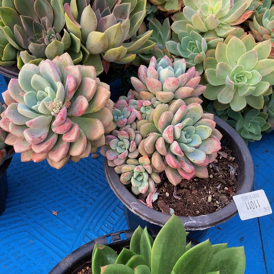 *****    花斑鹿11011
