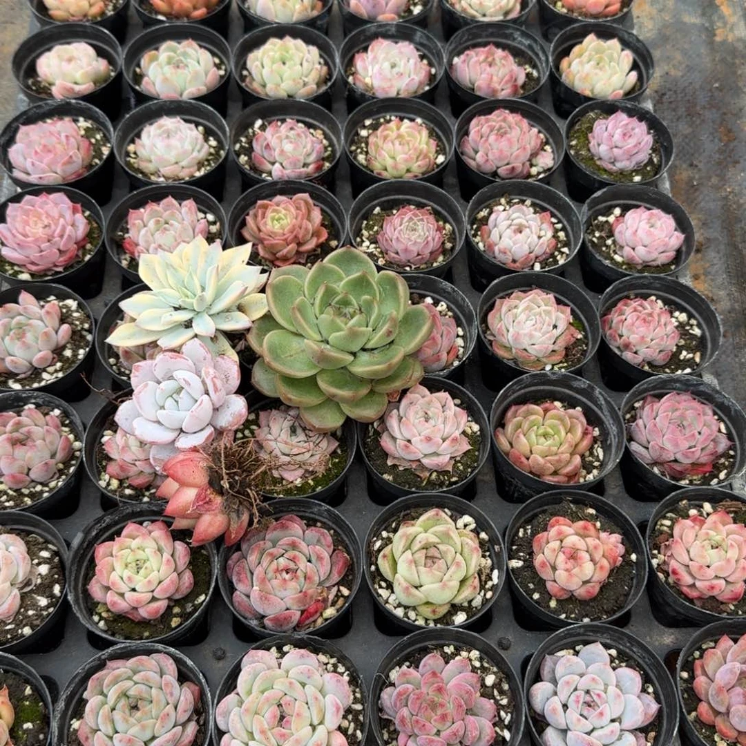 多肉杂交一物一拍17-30