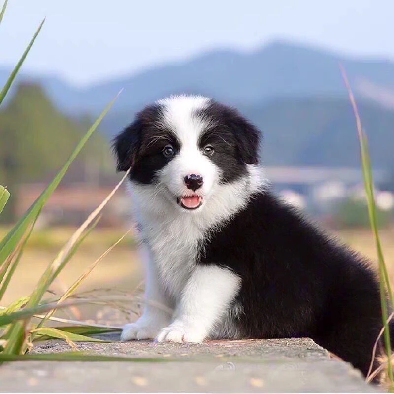边牧幼犬边境牧羊犬幼犬宠物狗