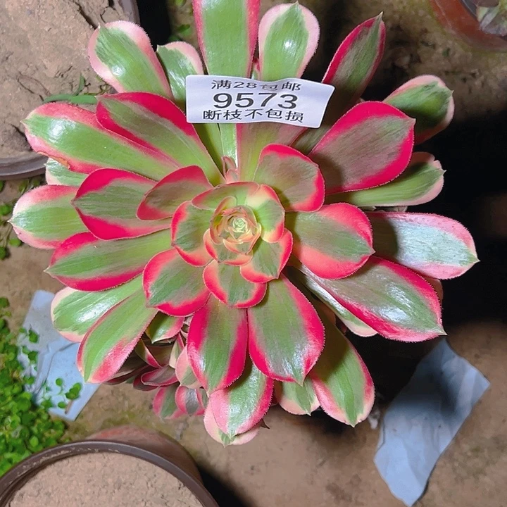 ****丁9573女郎多肉植物