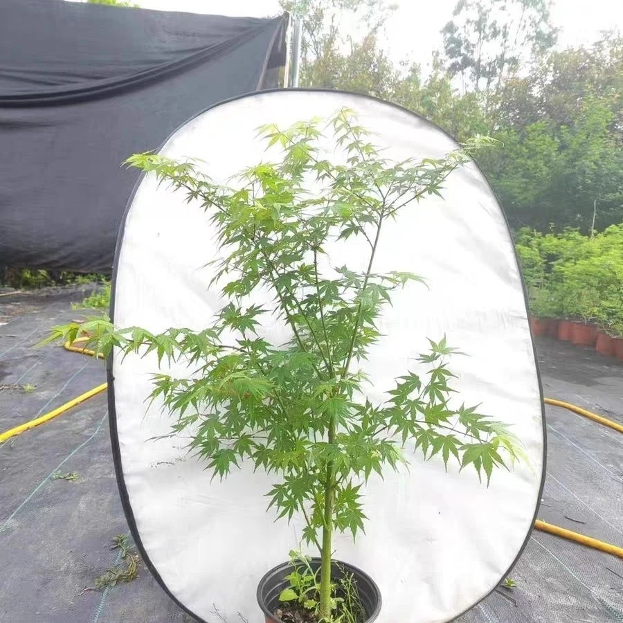小叶鸡爪槭枫树盆栽室内庭院植物绿植四季好养客厅书房植物