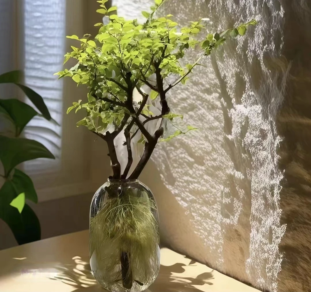 一物一拍  水培植物毛叶丁香小叶女贞鲜切枝花卉绿植四季常青树