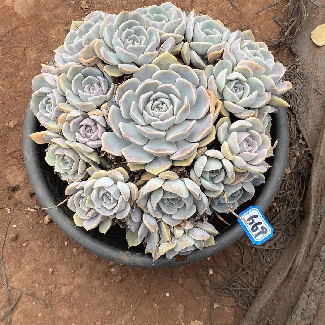 669汉堡 一物一拍多肉