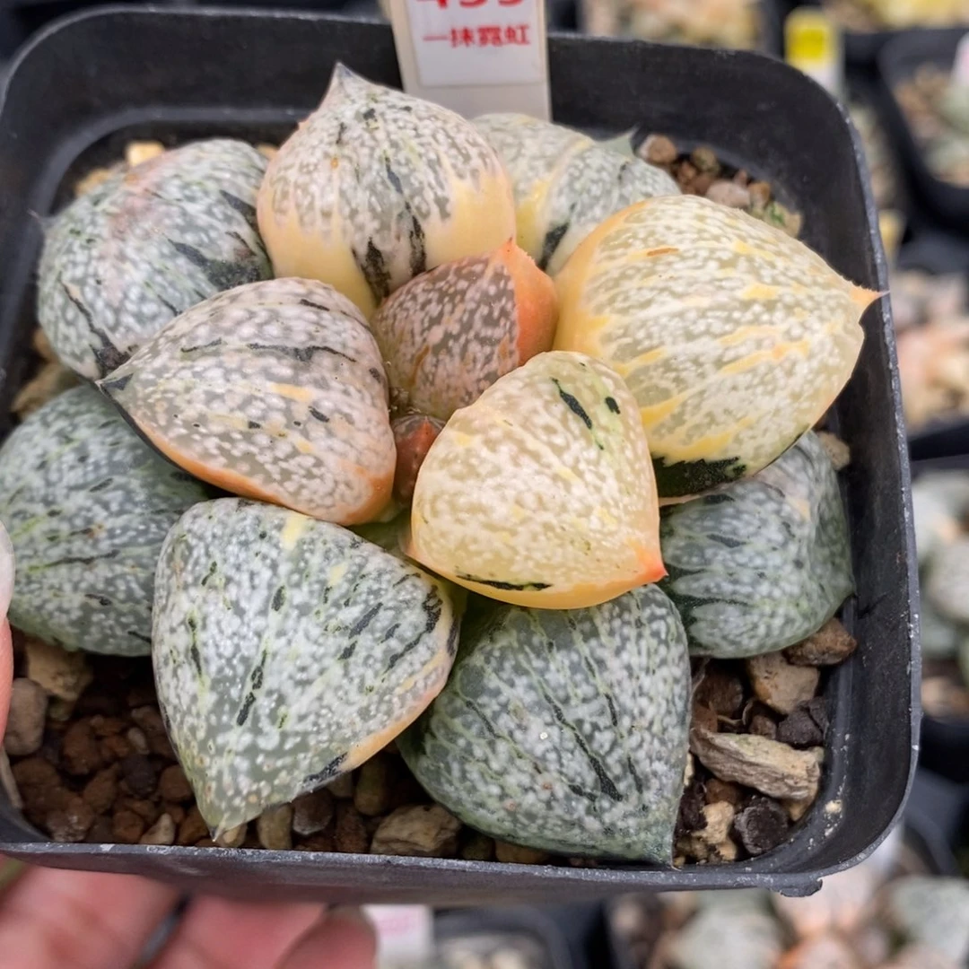 459丸叶白银锦一物一拍