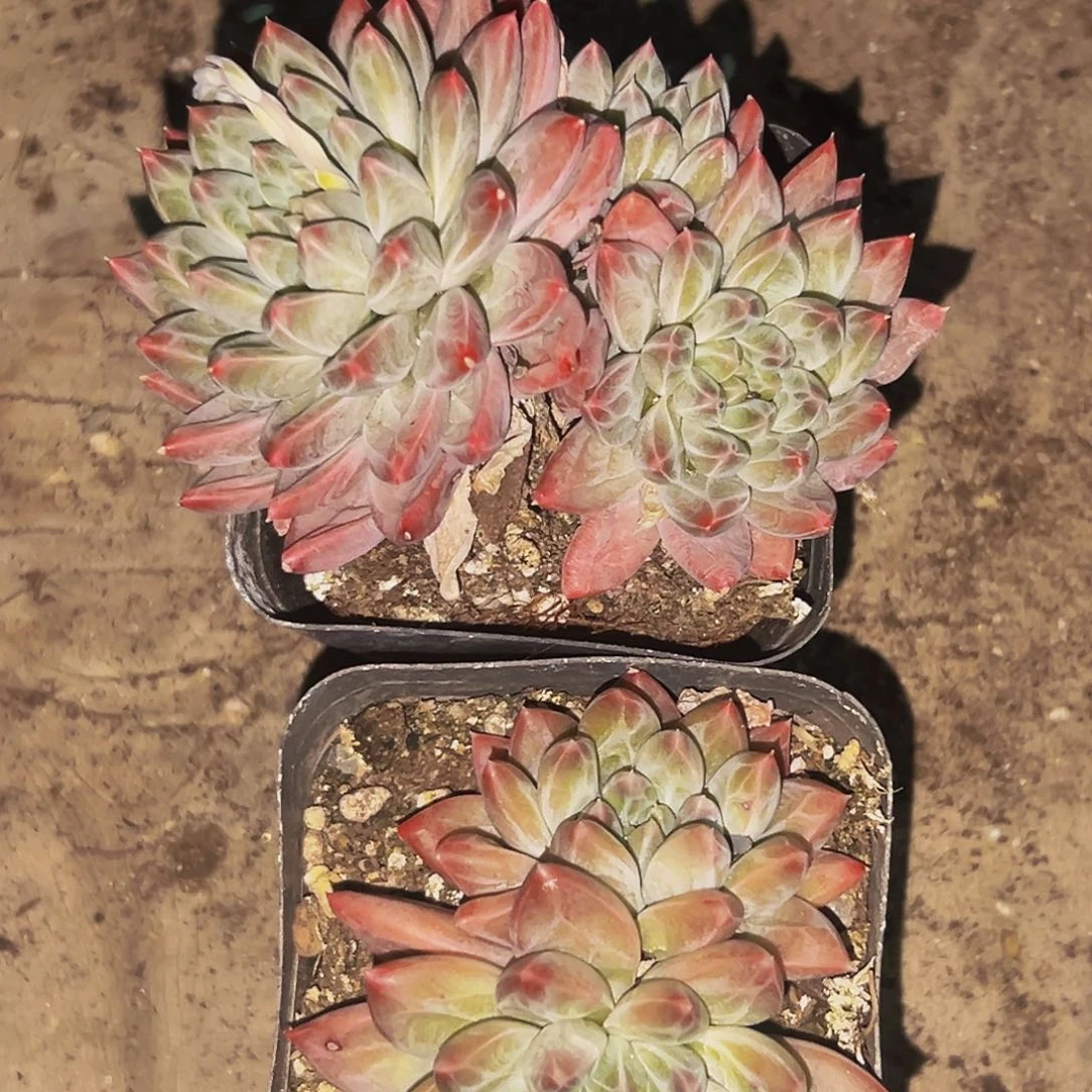 桔云多肉美人精品系列