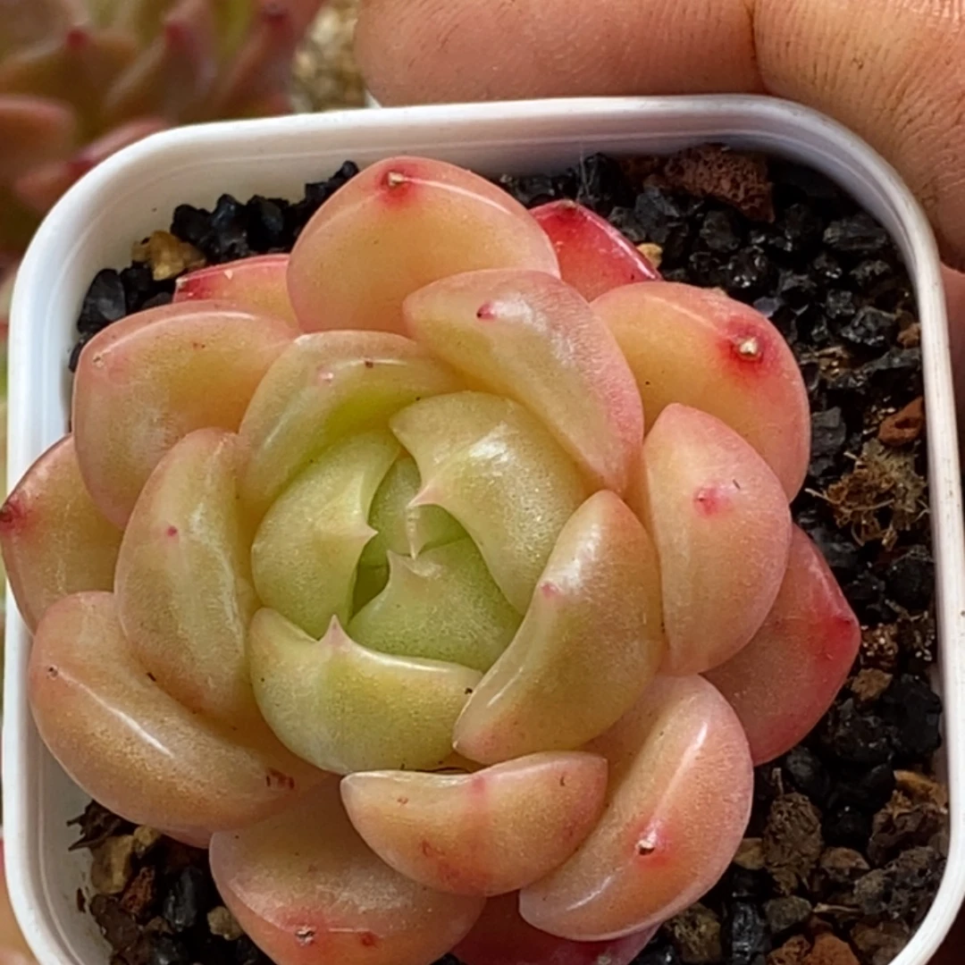 天官赐福百无禁忌