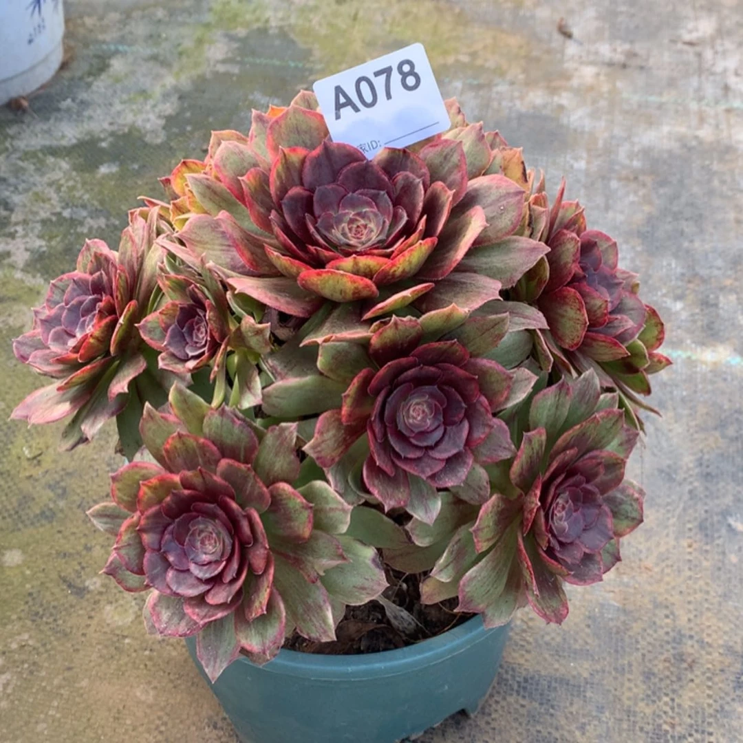 【闪购商品】078红丝绒