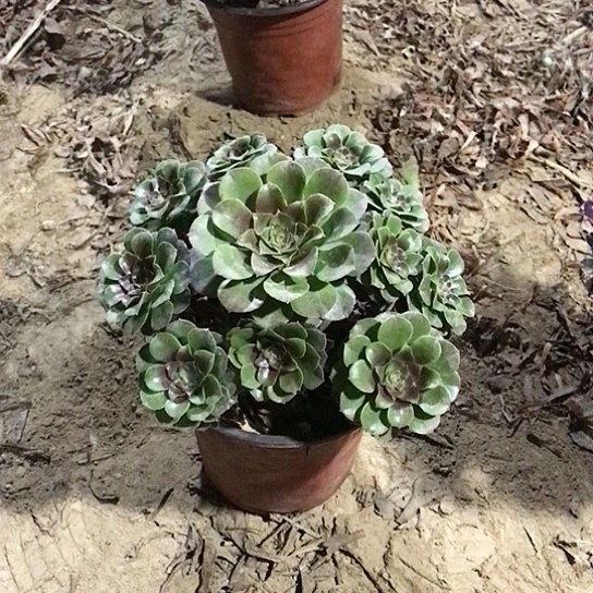 ๑***˙万圣节法师0000010