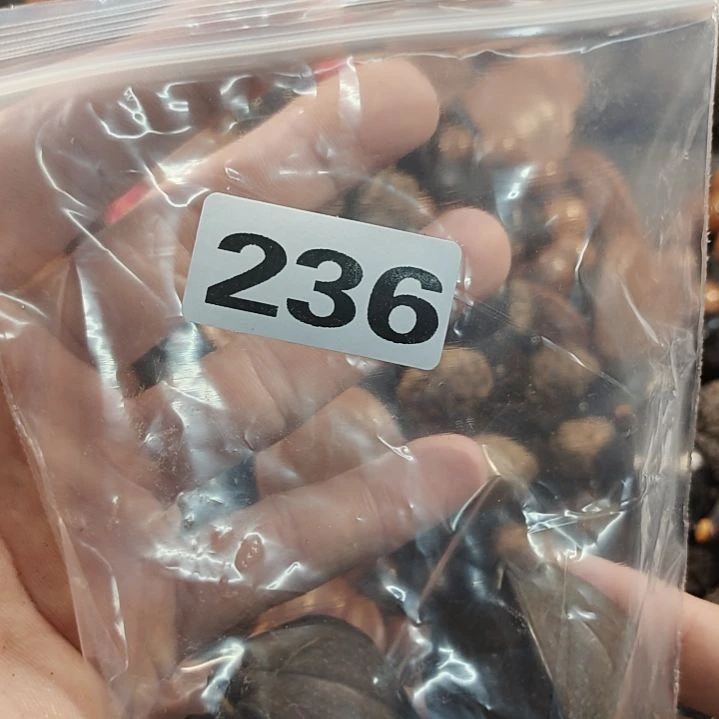 文玩核桃吊坠美****】文玩核桃