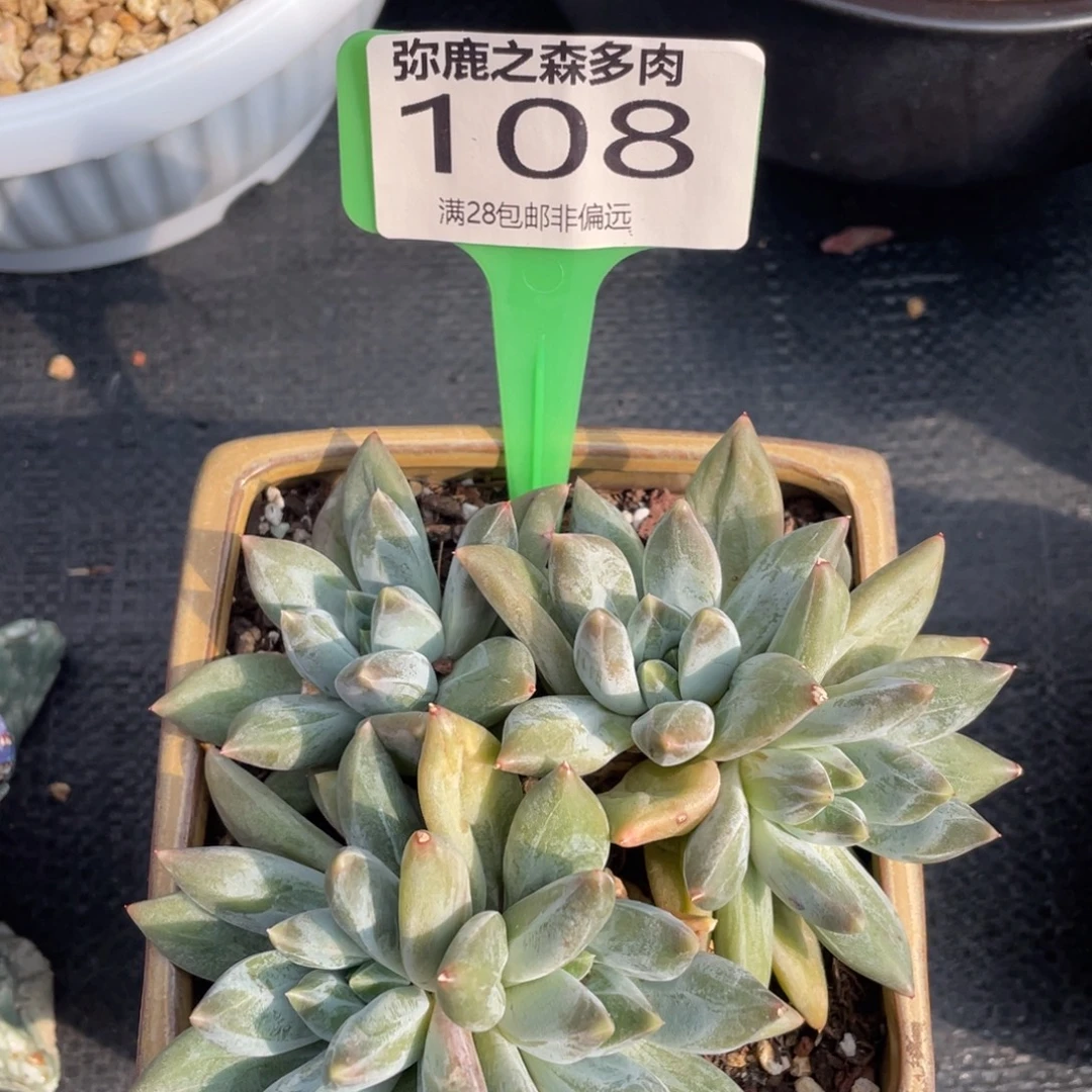 弥鹿之森多肉0108