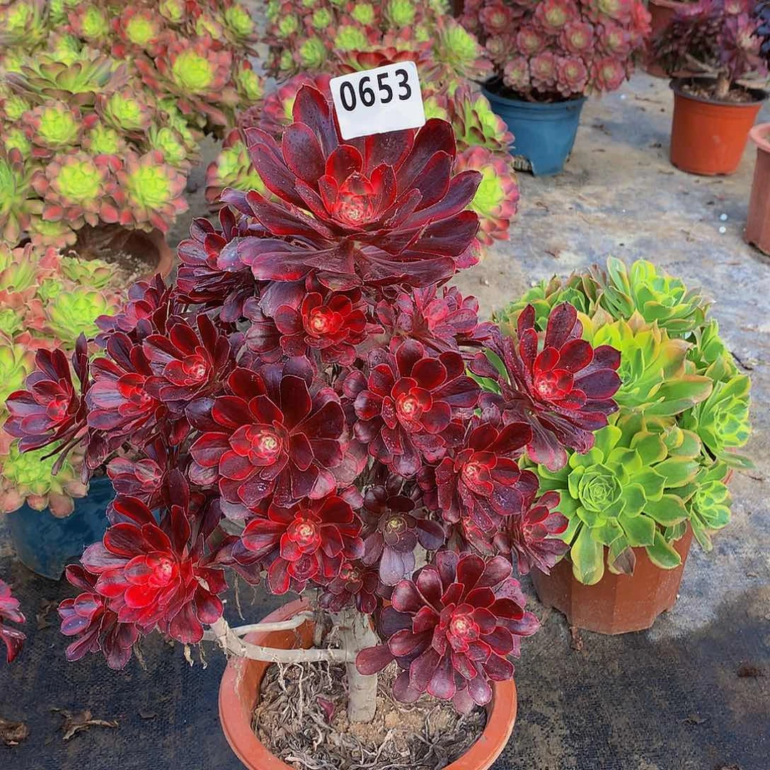 伤*多肉丽娜0653.0000000