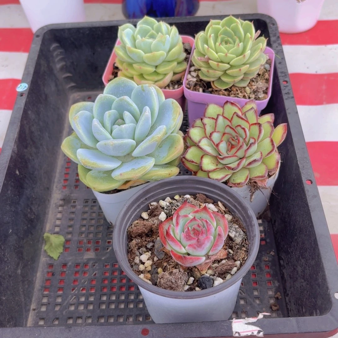 框拍一物一拍编号414