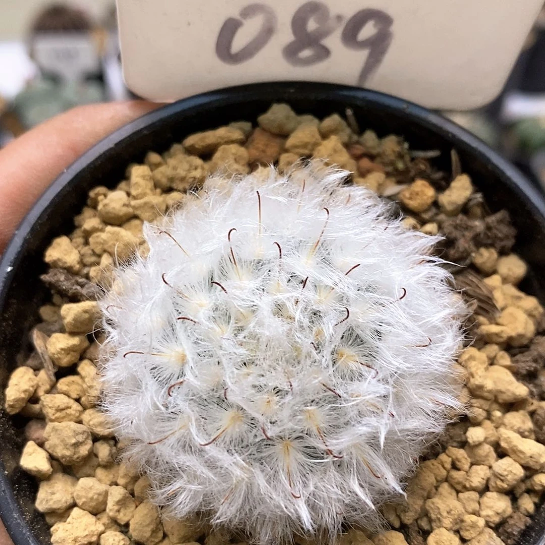 白云高沙福利特价咯