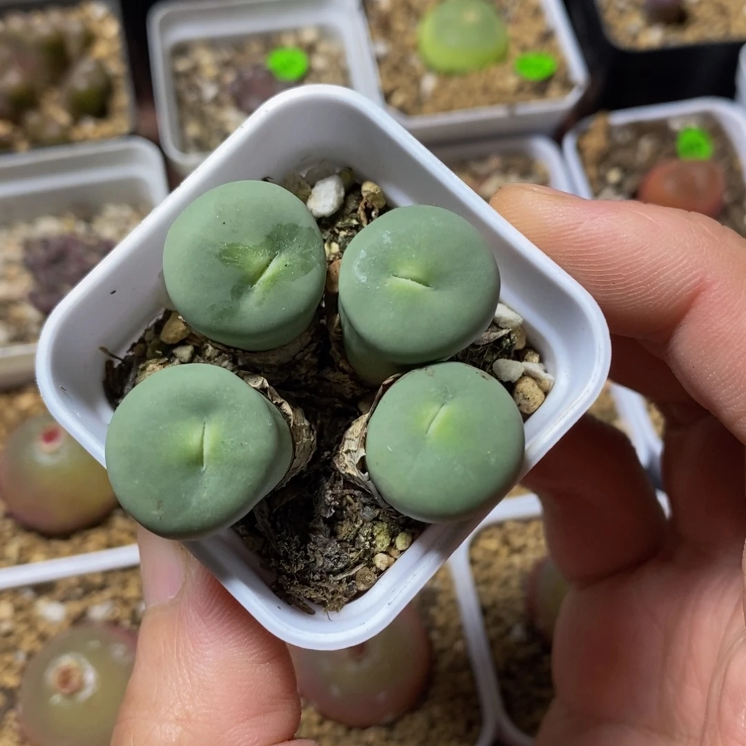 关***ᝰ专拍漂亮多肉植物451