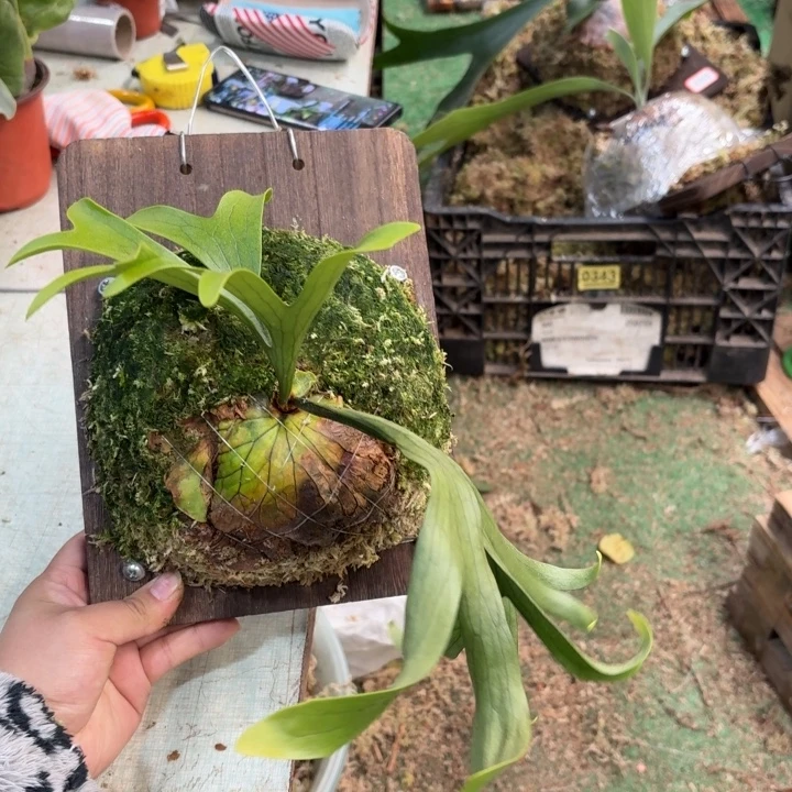 板植皇冠鹿角蕨板植