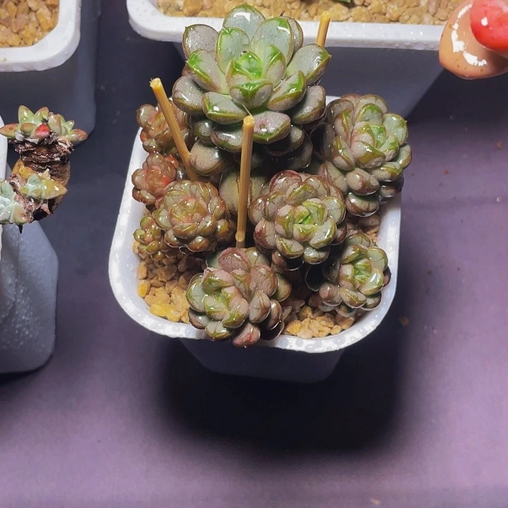 玲***）寄养多肉植物葡萄