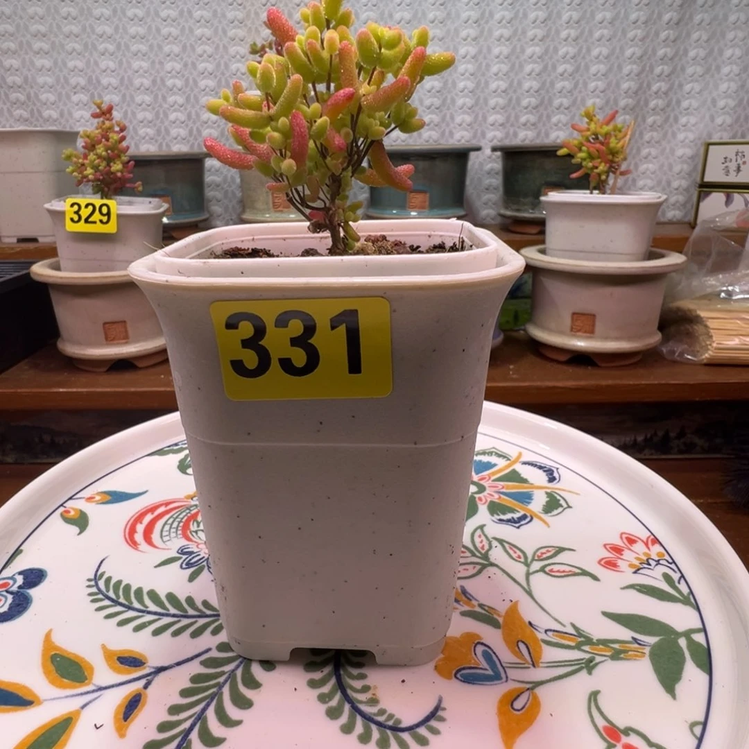 枝干番杏多肉植物331