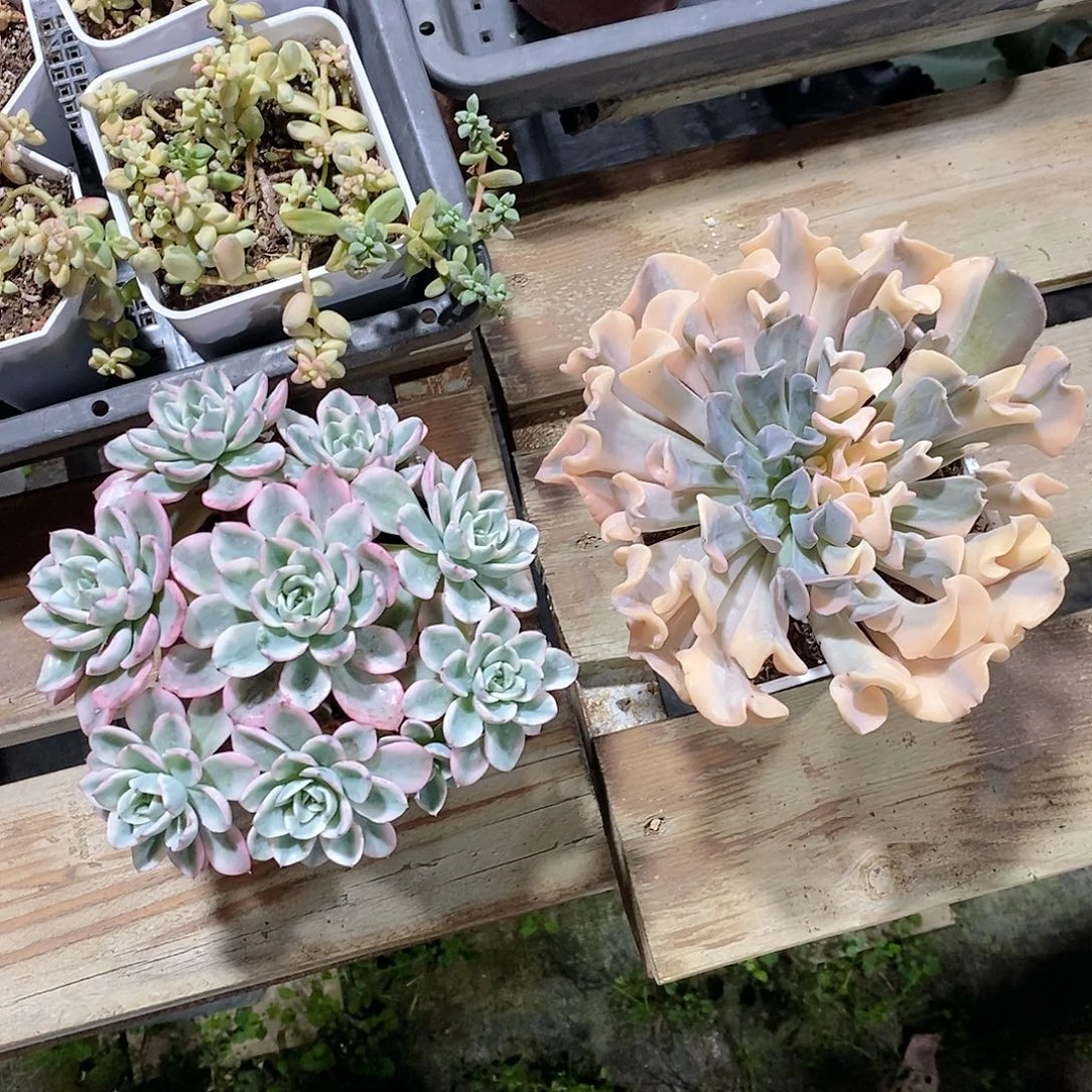 逍***》多肉植物老桩多肉植物锦带盆发