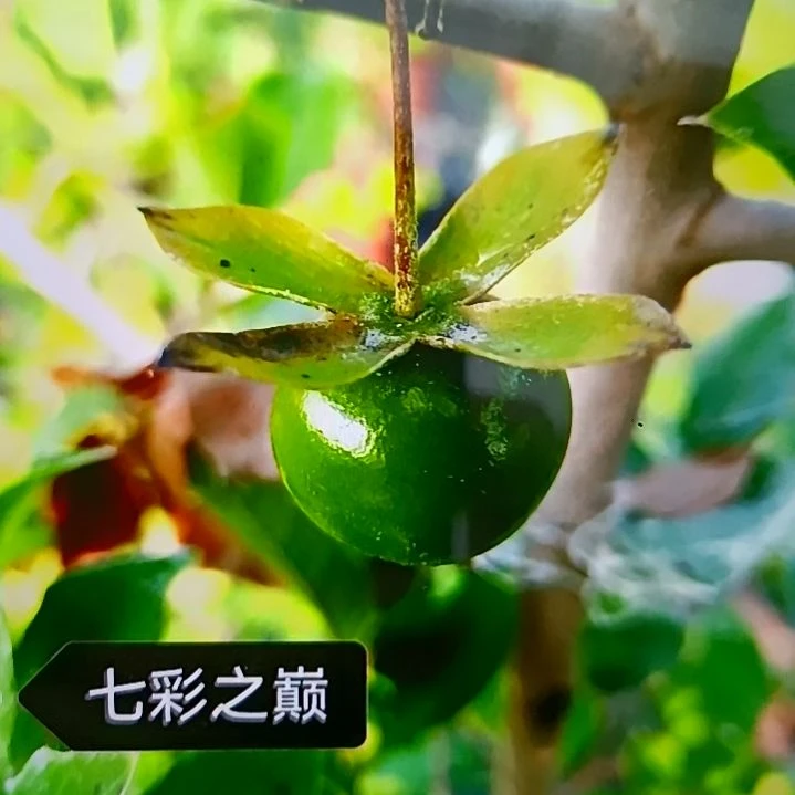 无花朵七彩之巅老鸦