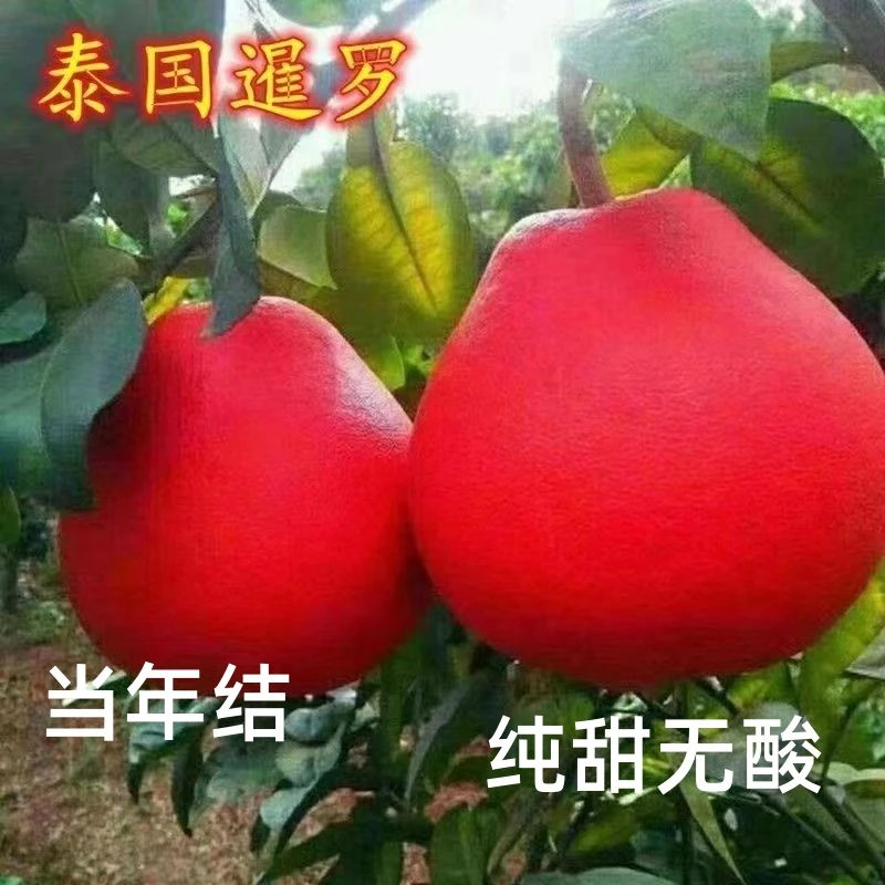 正宗暹罗红柚新品种红心柚红皮柚子无籽蜜柚沙甜柚沙田柚无核柚苗