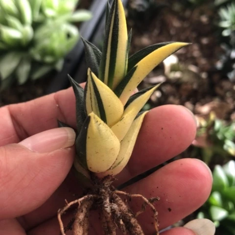 龙城锦硬叶锦锦锦