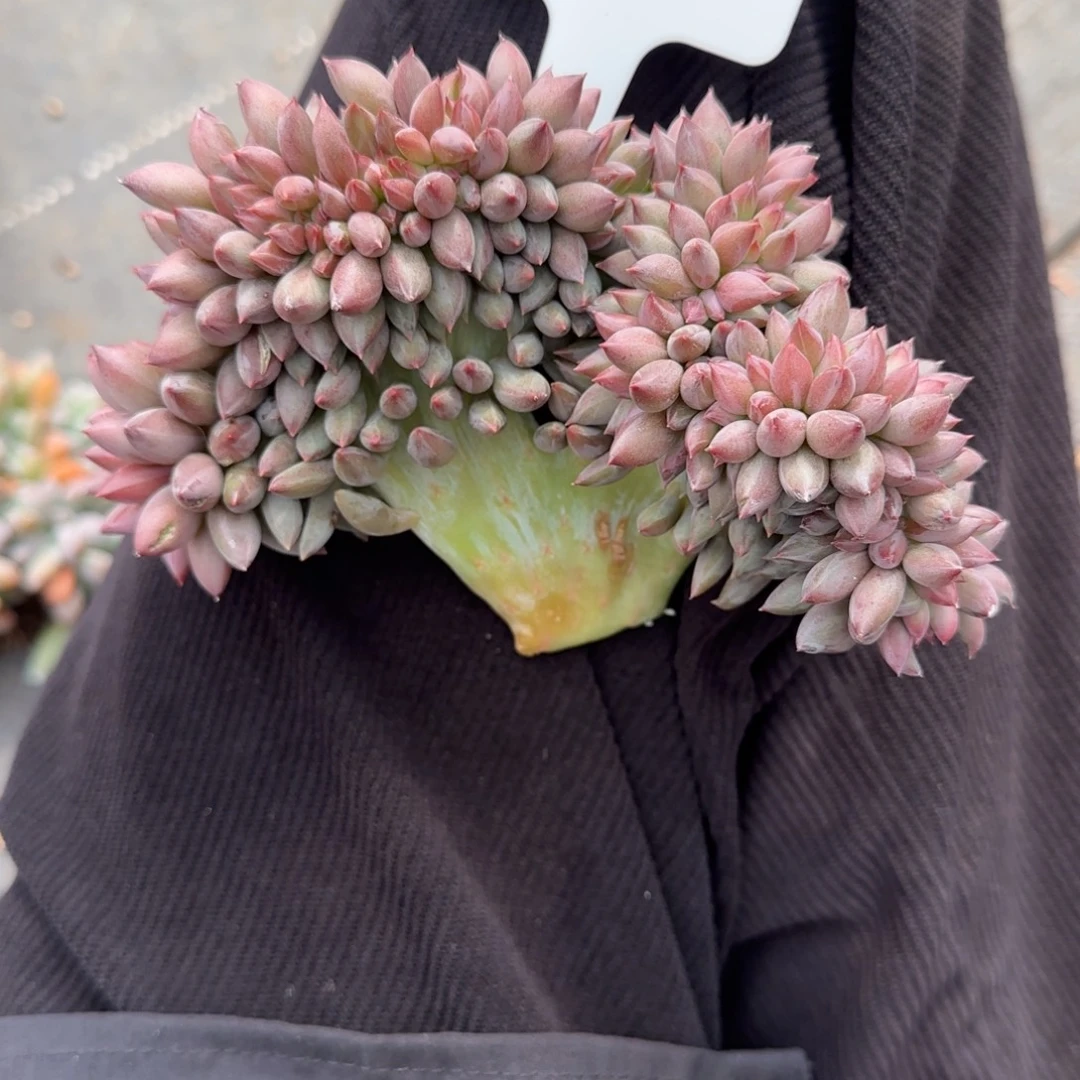 ****。一物一拍彩体虞美人缀88