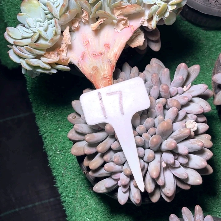 奶***姐奶茶17号码牌子的话题了