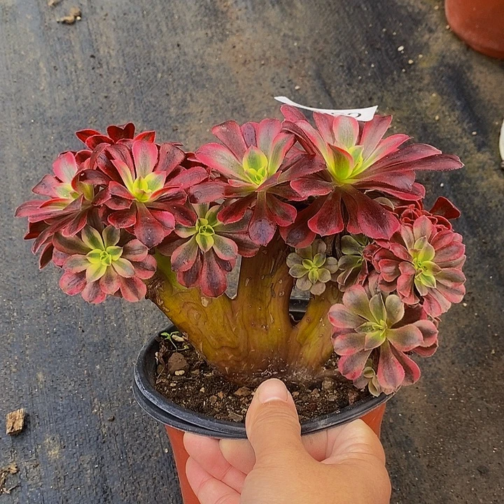 180美杜莎多肉缀化母本处理无售后