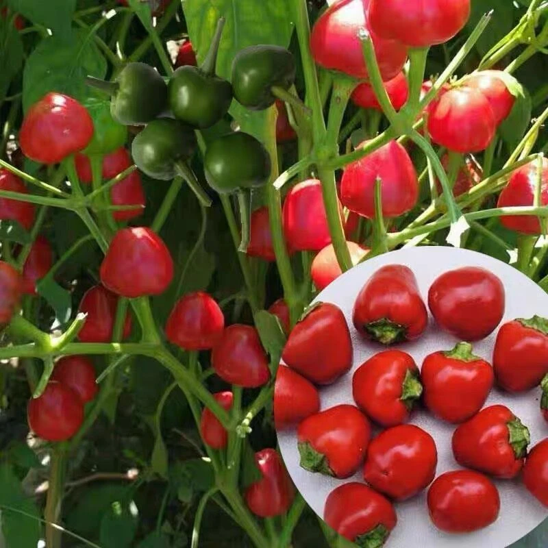 草莓椒种子珠子辣椒籽小米辣朝天椒种籽盆栽蔬菜种孑