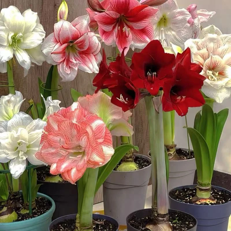 荷兰进口重瓣朱顶红种球超大花球室内外盆栽花卉四季开花植物带花