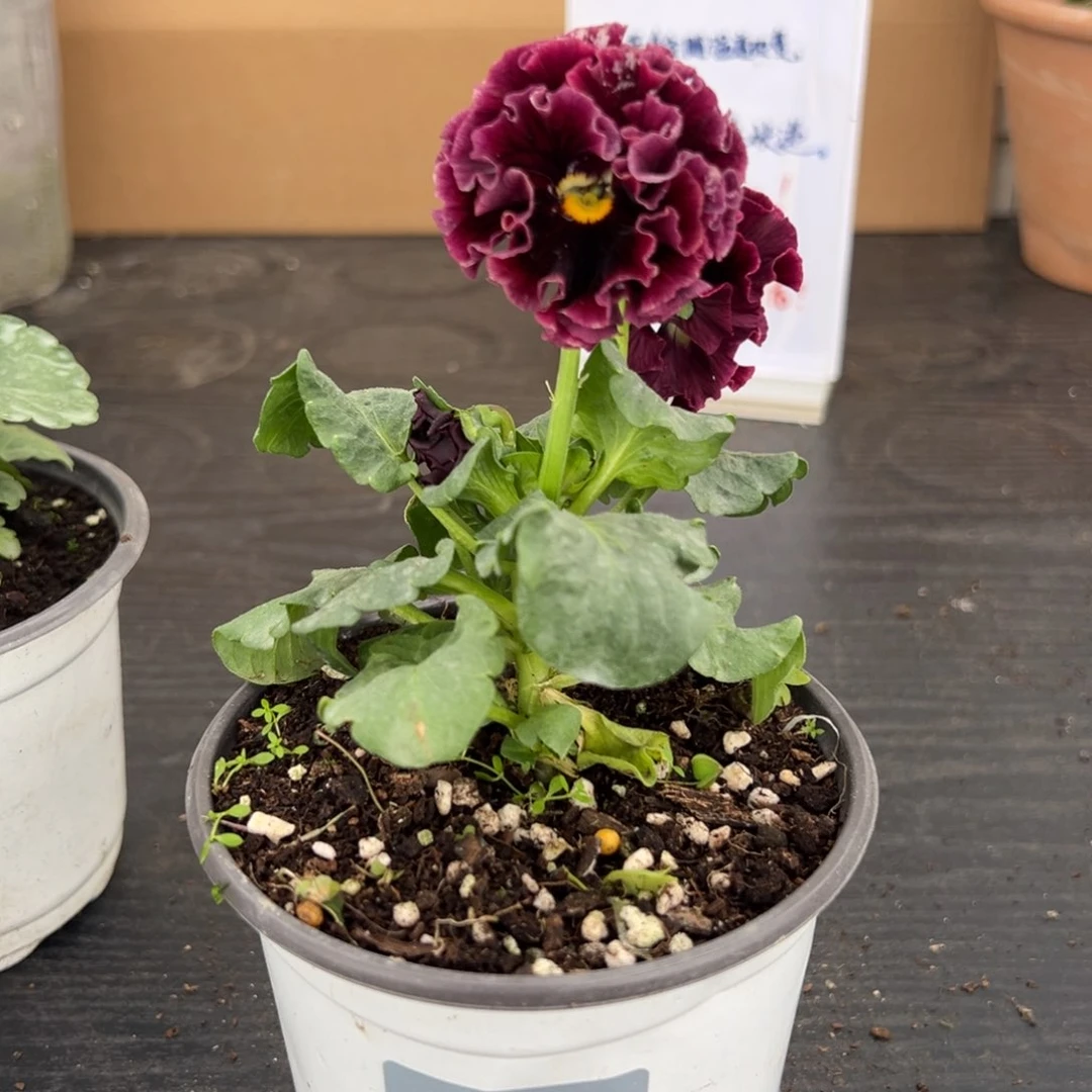 【闪购商品】完全开放044号