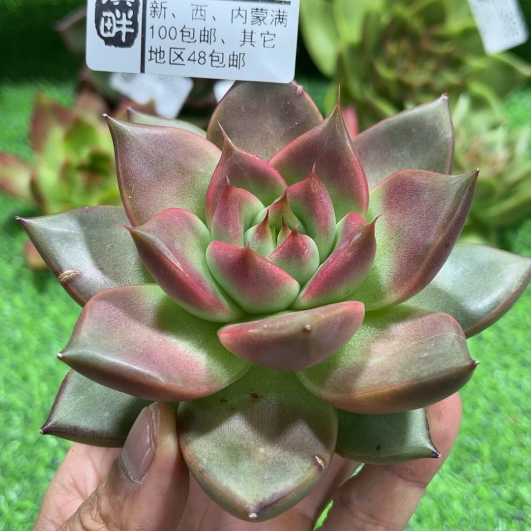 397……………………………………宝石