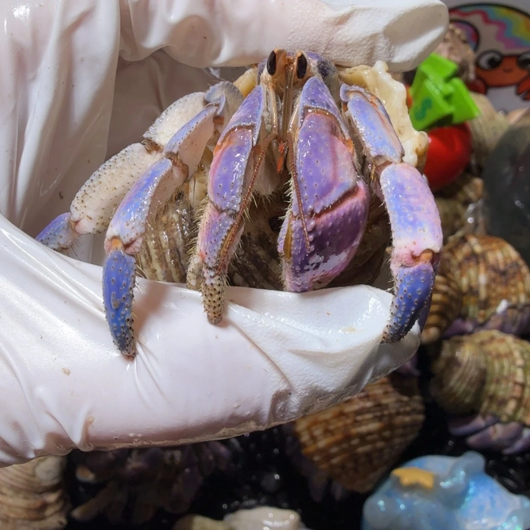 海水鱼特价 2.6紫粉