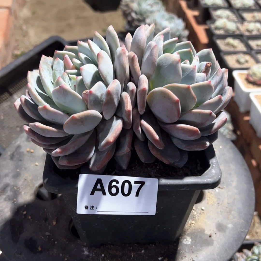 用****0607 多肉多肉多肉多肉多肉多肉