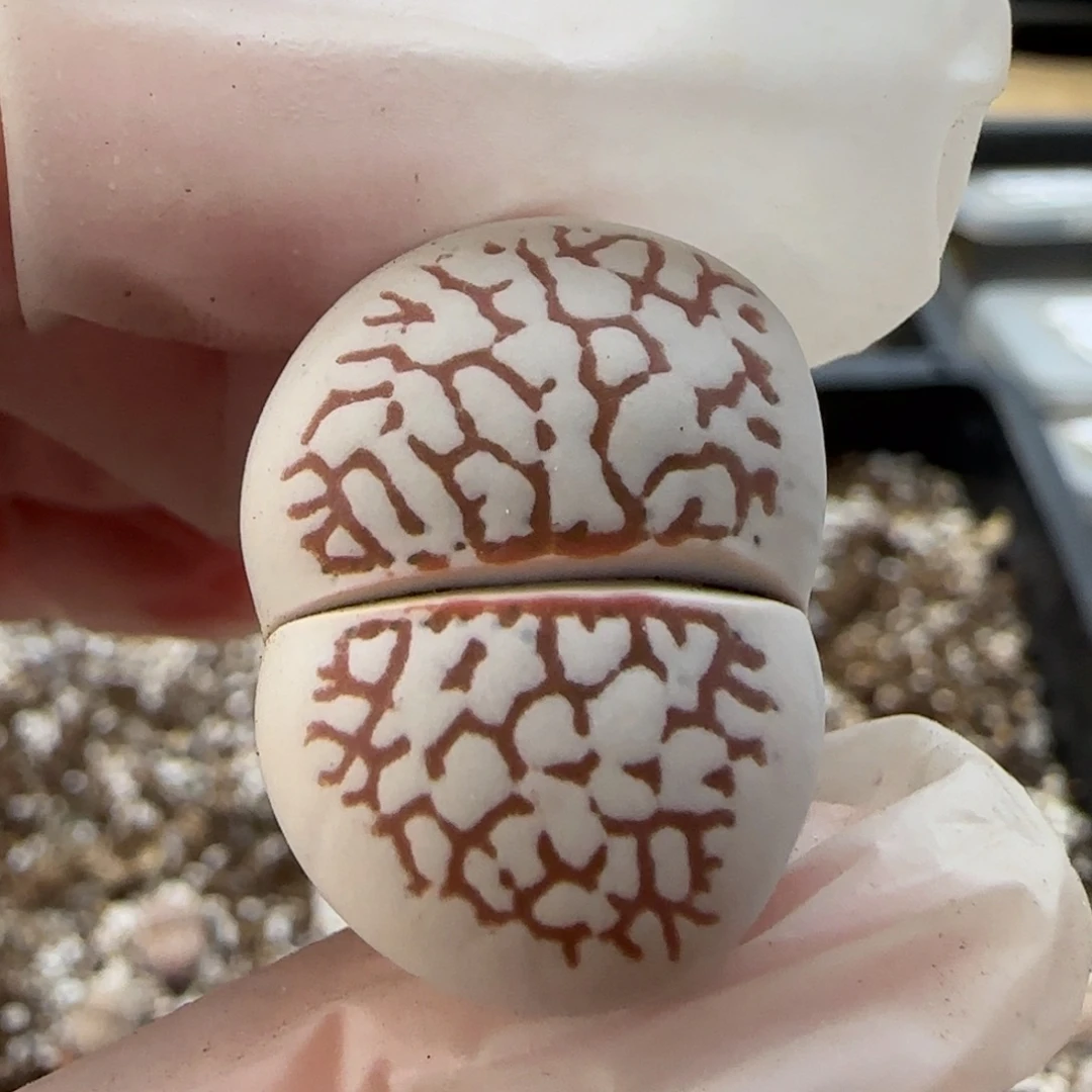 11.2。粗纹灵耀。8007