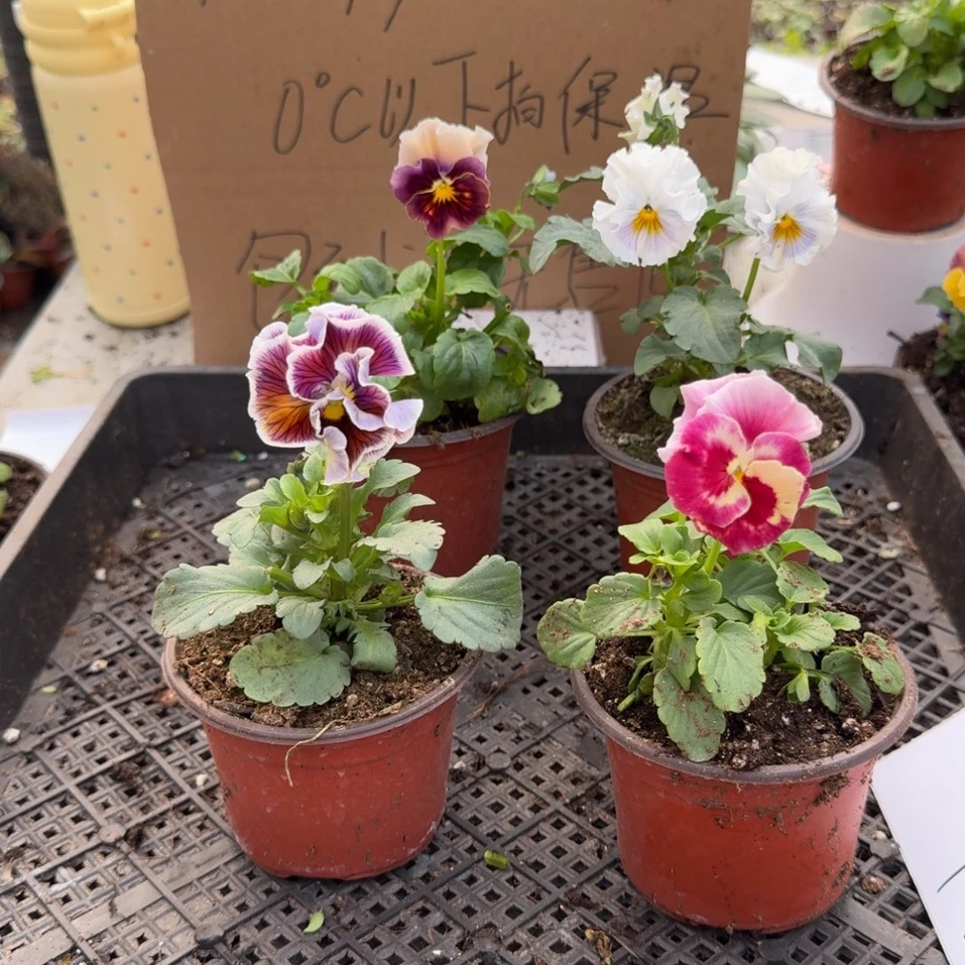 大部分花苞少量开放172