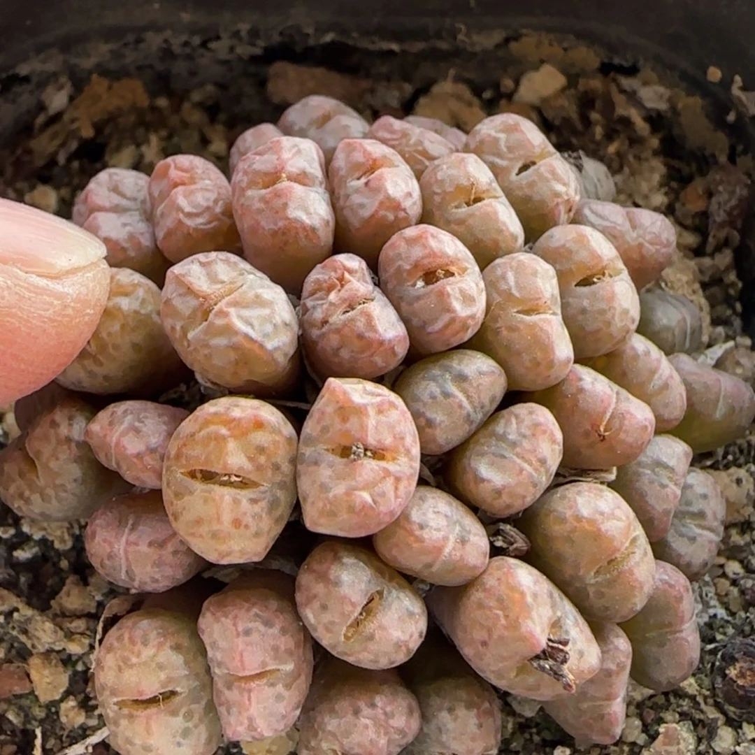 【闪购商品】8028