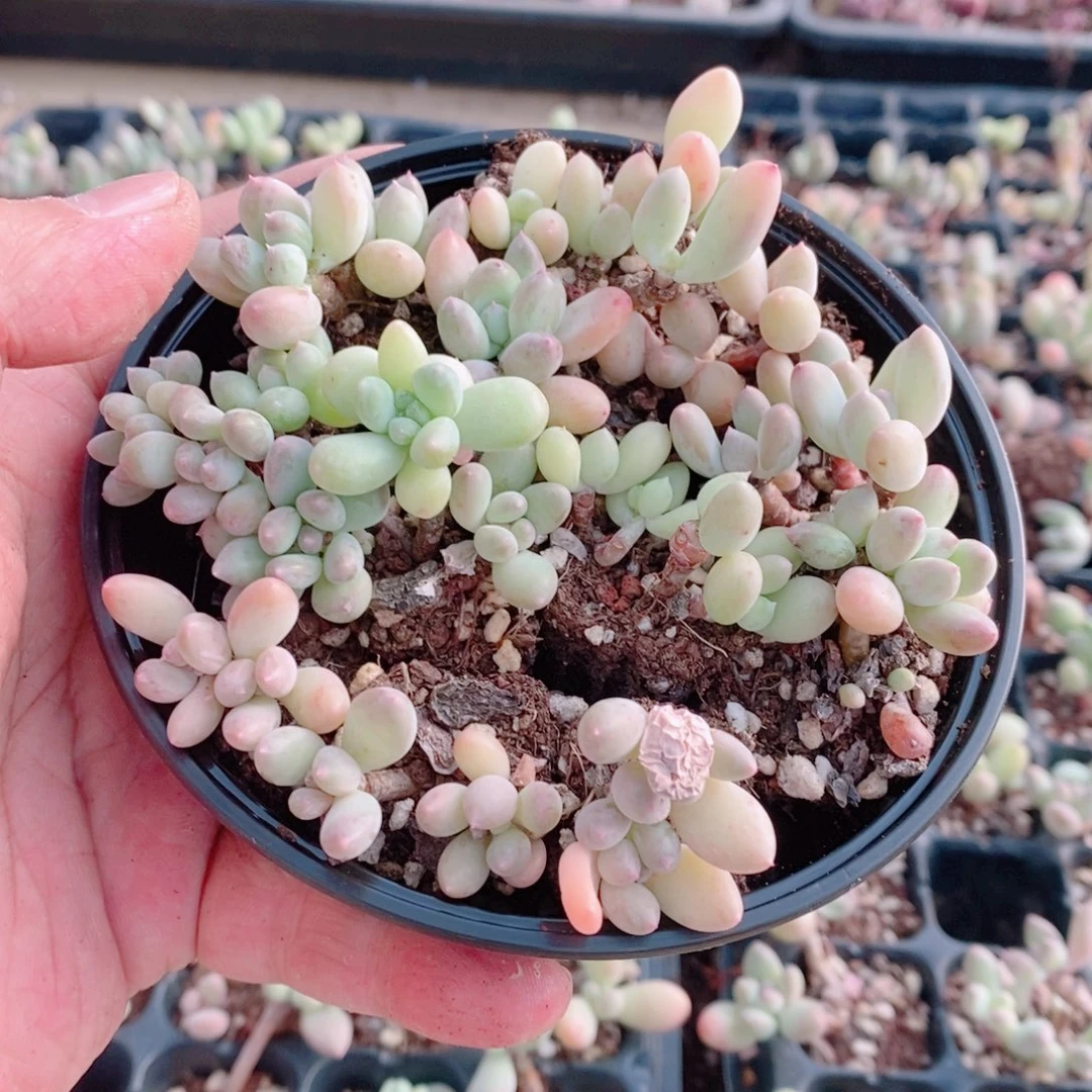 ღ***༊多肉植物精品切糕B756