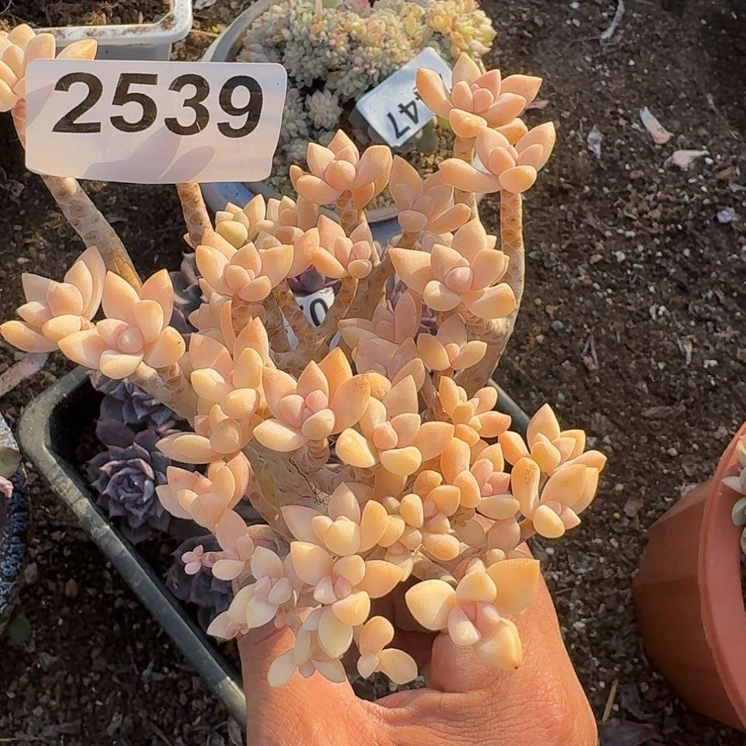 ?****?3161616161661311