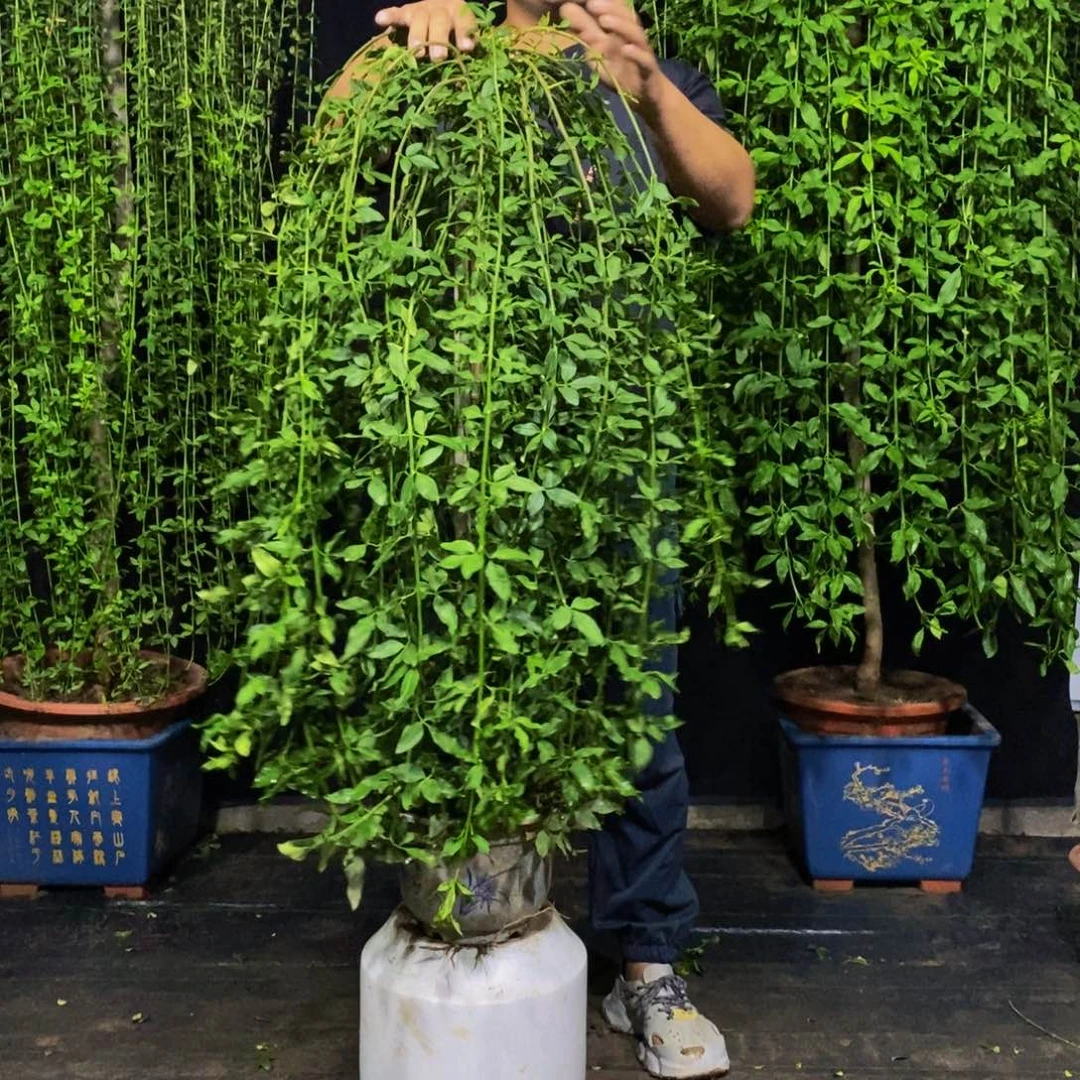 探春花，一物一拍，