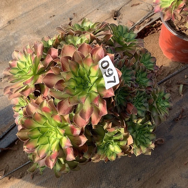 多肉植物韶华097号