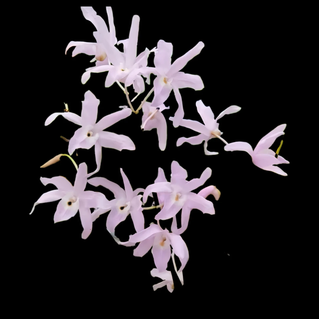 粉广东石斛 原生种 一年多次花 耐热  带花芽